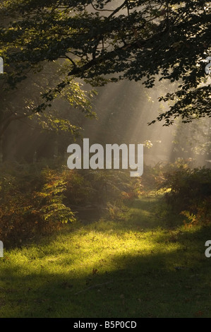 Early Morning Light la Nuova Foresta Hampshire England Regno Unito Foto Stock