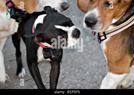 Tre cani amichevole lo sniffing tra loro con cautela Foto Stock