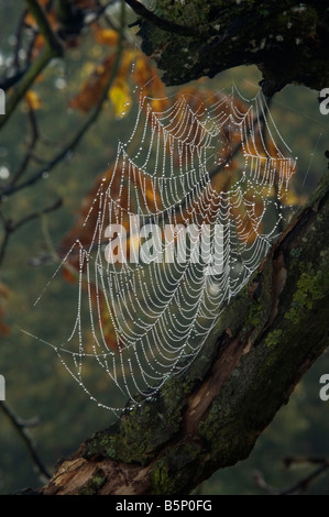 Web ragni nella struttura Richmond Park London REGNO UNITO Foto Stock