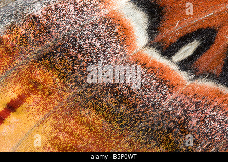 Close up femmina falena Atlas Attacus atlas ala che mostra i singoli colori in scala. Campione controllato. Foto Stock