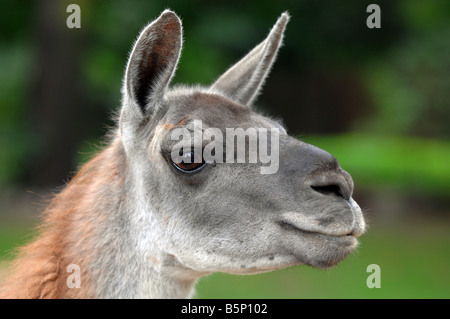 Lama "Lama guanicoe" Foto Stock