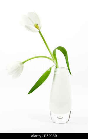 Due tulipani bianco fiori disposti in bianco vaso di vetro Foto Stock