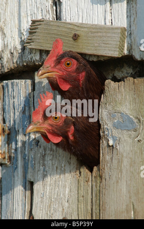 Due Rhode Island red galline stick le loro teste fuori attraverso una fessura nella porta del pollaio Foto Stock