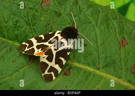 Giardino Tiger Moth (Arctia caja). Foto Stock