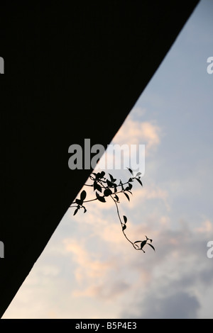 Appendere pianta crescente sul balcone del tetto contro la skyline della città Foto Stock