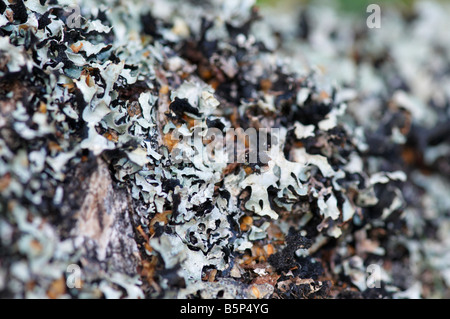 Il Lichen sul registro fotografia macro di log Scotland Regno Unito Foto Stock