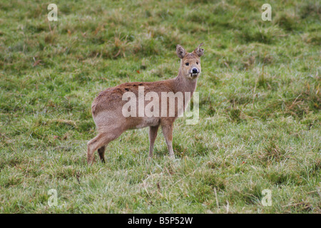 Acqua cinese Deer Hydropotes inermis brosmio Foto Stock