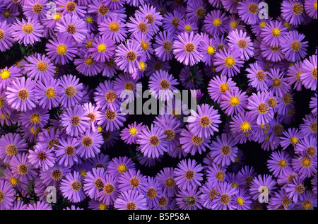 Fioritura viola Michaelmas margherite (Aster novi-belgii) - Francia. Foto Stock