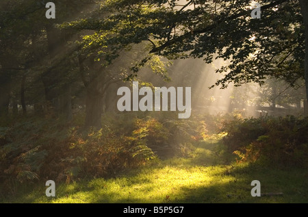 Early Morning Light la Nuova Foresta Hampshire England Regno Unito Foto Stock