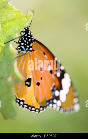 Danaus chrysippus. Plain Tiger butterfly nella campagna indiana Foto Stock