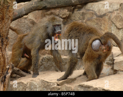 "Giallo babbuini" babbuini combattimenti, "giallo" di babbuino (Papio cynocephalus) Foto Stock