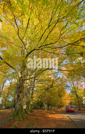 Car guida attraverso la Nuova Foresta autunno scena di bosco Foto Stock