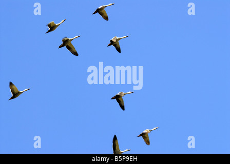 SPOT fatturati anatre in volo KUNDAKULAM Bird Sanctuary TAMILNADU Foto Stock