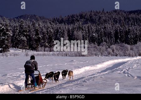 Team di slitte trainate da cani racing presso l'International Sled Dog Race vicino Falkland nella regione Okanagan della Columbia britannica in Canada Foto Stock