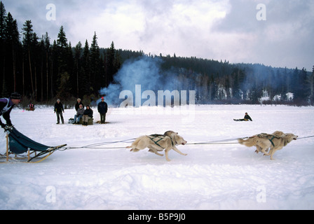 Team di slitte trainate da cani racing presso l'International Sled Dog Race vicino Falkland nella regione Okanagan della Columbia britannica in Canada Foto Stock