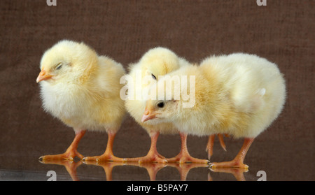Tre piccoli polli sono impegnati in affari privati Foto Stock