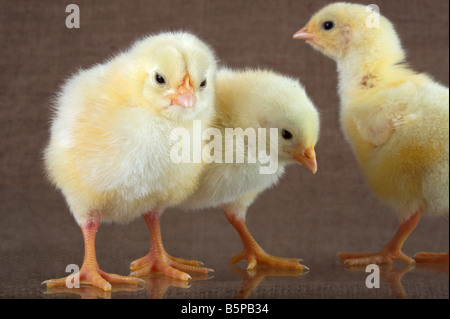 Tre piccoli polli sono impegnati in affari privati Foto Stock