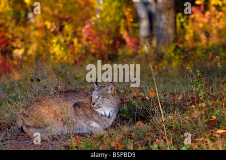 Canadian Lynx accovacciato da un foro di coniglio nelle prime ore del mattino in corrispondenza di un bordo di una foresta di caduta Lynx canadensis Minnesota USA Foto Stock
