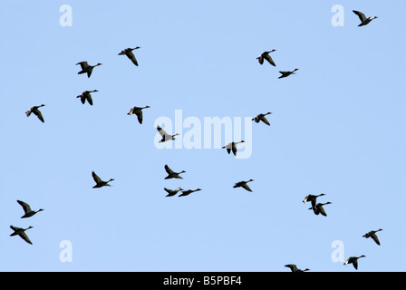 SPOT fatturati anatre in volo KUNDAKULAM Bird Sanctuary TAMILNADU Foto Stock