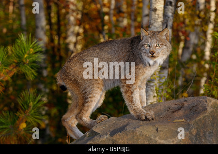 Ampia eyed lince canadese in piedi su una roccia in un bosco di betulle, in autunno a sunrise Foto Stock