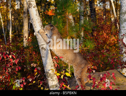 Lince canadese sulle zampe posteriori artigli di affilatura da graffiare una betulla in una foresta di autunno Foto Stock