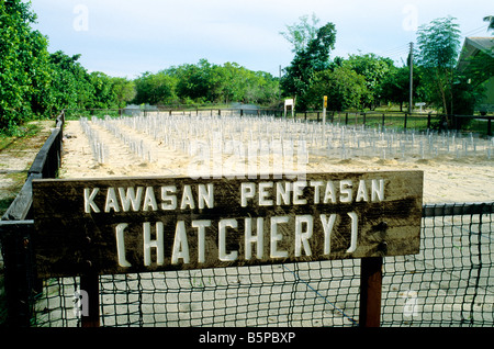 Green Sea Turtle Hatchery. Foto Stock
