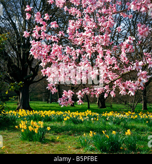 Magnolia campbellii e narcisi in primavera a Kew Foto Stock