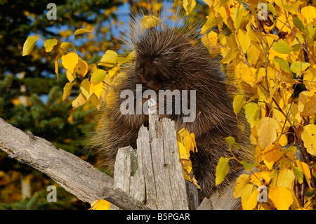 North American Porcupine scalata di un albero morto con giallo Betulla foglie e sempreverdi in autunno Erethizon Dorsatum Minnesota USA Foto Stock