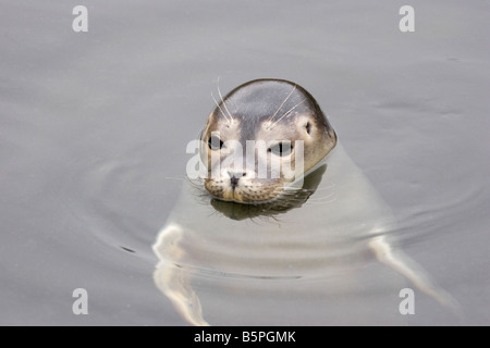 Guarnizione di tenuta del porto in cattività Foto Stock