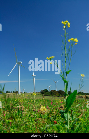 Cinque windturbines della fattoria eolica sul cielo blu e giallo con fiori selvatici - Francia Foto Stock