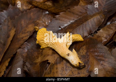 Funghi selvatici nel bosco, girolle chanterelle Foglie di autunno. 87703 orizzontale Funghi Foto Stock