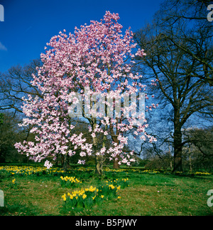 Magnolia campbellii e narcisi in fiore a Kew Gardens Foto Stock