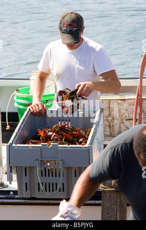 Lobster collocato in borsa dal pescatore di aragoste, costa del Maine, Stati Uniti d'America. Foto Stock