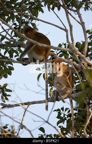 Paio di proboscide scimmie in una struttura ad albero in Tanjung messa NP Borneo Foto Stock