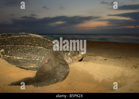 Liuto tartaruga di mare che copre il suo nido Foto Stock