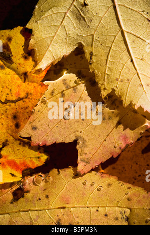 Dorato brillante, giallo e arancio foglie di acero galleggianti in acqua. Foto Stock