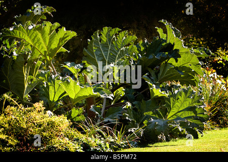 Gunnera Tinctoria Foto Stock