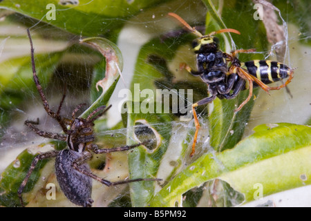 Spider e wasp battaglia di insetti in una ragnatela, Predatore e preda lotta per la sopravvivenza. Una delle 4 immagini Foto Stock
