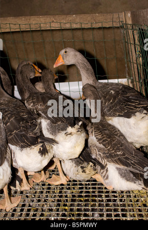 Oca forza essendo alimentato. Sonda gastrica des Oies, Perigord Francia. verticale.87435 alimentazione d'oca Foto Stock