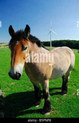 Un progetto di cavallo in un campo verde - Lorraine Francia Foto Stock