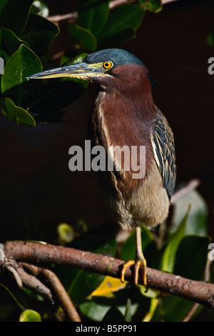 Green backed Heron in mangrovia rossa tree J N Ding Darling National Wildlife Refuge Sanibel Island Florida Butorides striatus Foto Stock