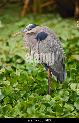 Airone blu Ardea erodiade cavatappi palude Santuario vicino a Napoli Florida Foto Stock