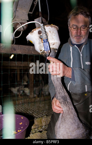 Oca forza essendo alimentato. Sonda gastrica des Oies, Perigord Francia. verticale.87445 alimentazione d'oca Foto Stock