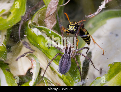 Spider e wasp battaglia di insetti in una ragnatela, Predatore e preda lotta per la sopravvivenza. Una delle 4 immagini Foto Stock