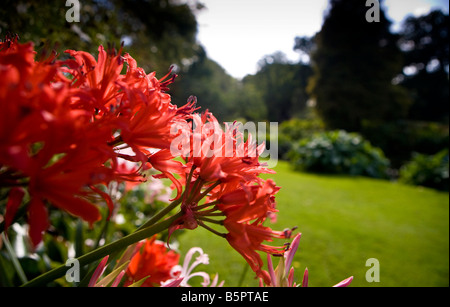 Nerine sarniensis Foto Stock