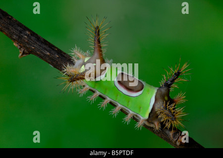 A doppio spiovente caterpillar. Foto Stock