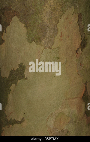 Piano comune Planatus orientalis vicino di corteccia su albero maturo Foto Stock