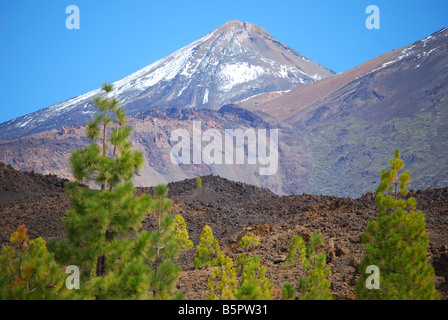 Vista del Mt.Teide attraverso canaria di alberi di pino, il Parque Nacional del Teide Tenerife, Isole Canarie, Spagna Foto Stock