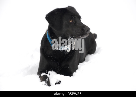 Il labrador nero cane trasversale giacente nella neve Foto Stock