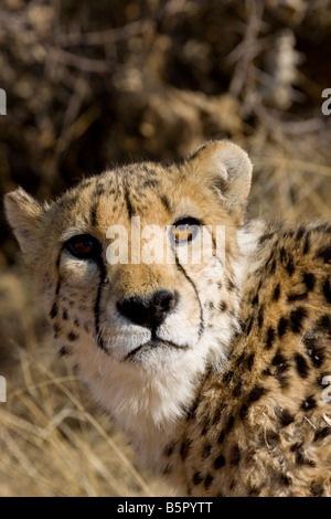 Cheetah Closeup nella Fondazione Africat, l'Okonjima, Namibia Foto Stock